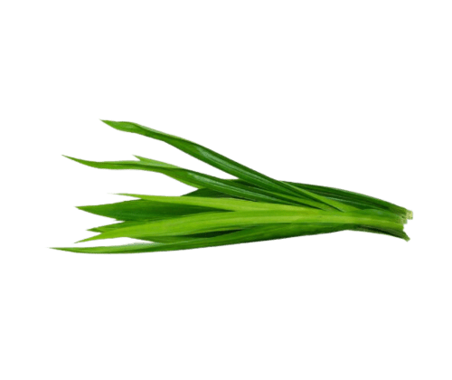 Frozen Pandan Leaves - Burnt Honey Bakery - Burnt Honey Bakery