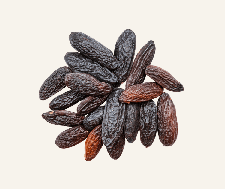 Tonka Beans 10g - Essential Ingredient - Burnt Honey Bakery